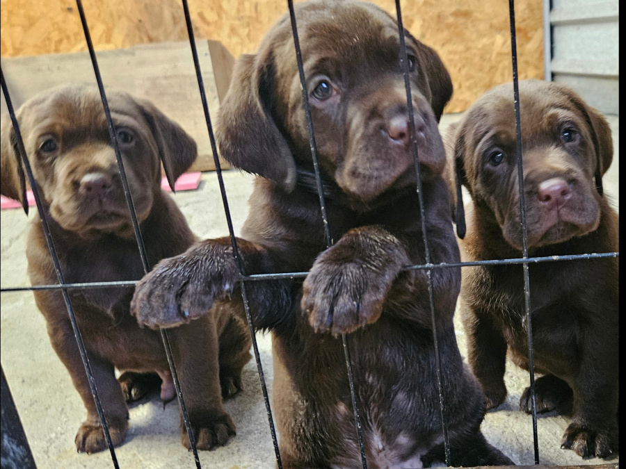 1 purebred chocolate ikc registered male labrador for sale 4